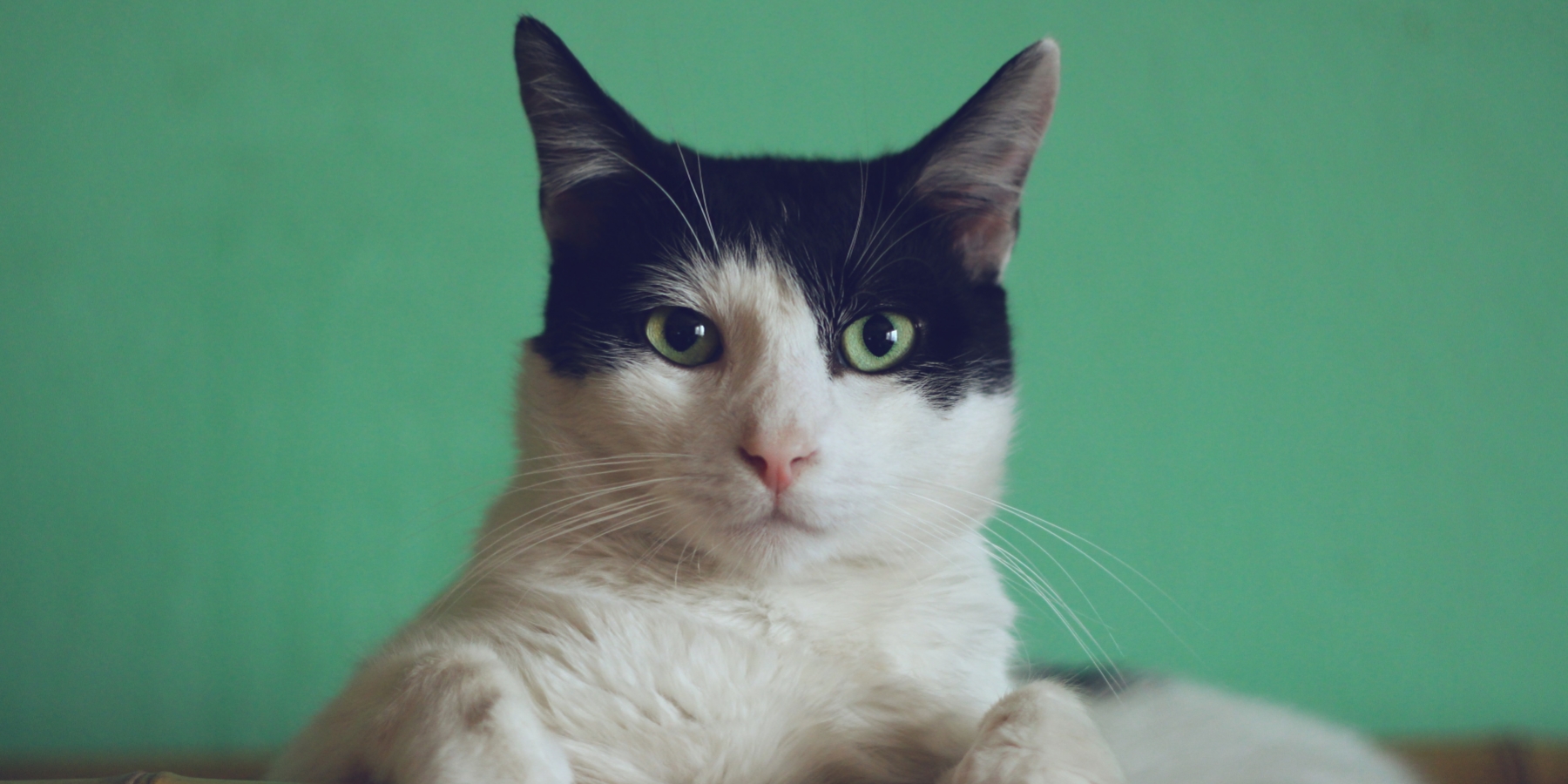 The Gradual Approach and Patience in Harness Training for Cats